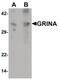 Glutamate Ionotropic Receptor NMDA Type Subunit Associated Protein 1 antibody, PA5-34489, Invitrogen Antibodies, Western Blot image 