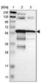 ArfGAP With FG Repeats 1 antibody, PA5-52599, Invitrogen Antibodies, Western Blot image 