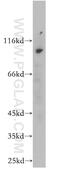 Cilia And Flagella Associated Protein 47 antibody, 20837-1-AP, Proteintech Group, Western Blot image 
