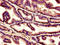 Complement C1q subcomponent subunit C antibody, orb400800, Biorbyt, Immunohistochemistry paraffin image 