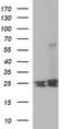 BH3-interacting domain death agonist antibody, TA506759AM, Origene, Western Blot image 