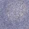 Laminin Subunit Gamma 1 antibody, HPA001908, Atlas Antibodies, Immunohistochemistry frozen image 