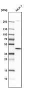 Dihydroorotate Dehydrogenase (Quinone) antibody, NBP1-86097, Novus Biologicals, Western Blot image 