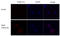 Influenza virus antibody, GTX128541, GeneTex, Immunocytochemistry image 