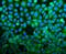 BH3 Interacting Domain Death Agonist antibody, PB9027, Boster Biological Technology, Immunofluorescence image 