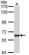 CD50 antibody, PA5-29817, Invitrogen Antibodies, Western Blot image 