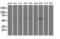 ETS domain-containing protein Elk-3 antibody, LS-C173329, Lifespan Biosciences, Western Blot image 