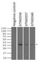 Small RNA Binding Exonuclease Protection Factor La antibody, GTX83560, GeneTex, Immunoprecipitation image 