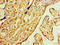 Protein I antibody, orb351833, Biorbyt, Immunohistochemistry paraffin image 