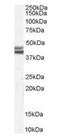 Neuropeptide Y Receptor Y2 antibody, orb19440, Biorbyt, Western Blot image 