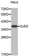 Gap Junction Protein Delta 2 antibody, abx002117, Abbexa, Western Blot image 
