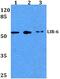 Leukocyte Immunoglobulin Like Receptor A1 antibody, PA5-36461, Invitrogen Antibodies, Western Blot image 