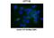 Carnitine Palmitoyltransferase 1C antibody, PA5-69410, Invitrogen Antibodies, Immunohistochemistry frozen image 