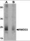 RWD Domain Containing 3 antibody, orb94330, Biorbyt, Western Blot image 