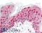 LEM Domain Containing 2 antibody, LS-B8833, Lifespan Biosciences, Immunohistochemistry paraffin image 