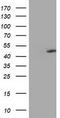 Methionyl-tRNA formyltransferase, mitochondrial antibody, TA503547S, Origene, Western Blot image 