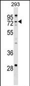 Zinc Finger CCHC-Type Containing 8 antibody, PA5-72008, Invitrogen Antibodies, Western Blot image 