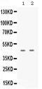 DNA dC->dU-editing enzyme APOBEC-3G antibody, PB9985, Boster Biological Technology, Western Blot image 