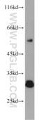 Probable arylformamidase antibody, 19522-1-AP, Proteintech Group, Western Blot image 