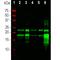 Myelin Basic Protein antibody, M00211-2, Boster Biological Technology, Western Blot image 