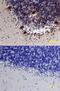 Neuroligin 3 antibody, MAB6088, R&D Systems, Immunohistochemistry frozen image 