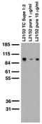 Glutamate Ionotropic Receptor AMPA Type Subunit 2 antibody, 75-002, Antibodies Incorporated, Western Blot image 