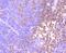  antibody, NBP2-66897, Novus Biologicals, Immunohistochemistry paraffin image 