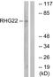 Rho GTPase-activating protein 22 antibody, GTX87597, GeneTex, Western Blot image 
