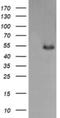 MDM4 antibody, NBP2-45779, Novus Biologicals, Western Blot image 