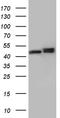 Heterogeneous nuclear ribonucleoprotein H antibody, TA810906S, Origene, Western Blot image 