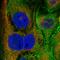 Villin 1 antibody, HPA006884, Atlas Antibodies, Immunofluorescence image 