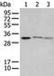 Spi-C Transcription Factor antibody, PA5-67537, Invitrogen Antibodies, Western Blot image 