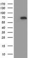 Estrogen-related receptor gamma antibody, TA505197S, Origene, Western Blot image 