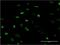 MEFV Innate Immuity Regulator, Pyrin antibody, H00004210-M02, Novus Biologicals, Immunofluorescence image 