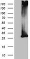 Membrane Spanning 4-Domains A12 antibody, TA808053, Origene, Western Blot image 