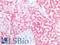 Hepatocyte Paraffin 1 antibody, LS-B16183, Lifespan Biosciences, Immunohistochemistry paraffin image 