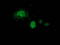 Potassium Channel Tetramerization Domain Containing 14 antibody, LS-C337315, Lifespan Biosciences, Immunofluorescence image 