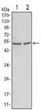 Glycogen Synthase Kinase 3 Alpha antibody, AM06171SU-N, Origene, Western Blot image 
