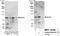 PWWP Domain Containing 3A, DNA Repair Factor antibody, NBP1-78760, Novus Biologicals, Western Blot image 