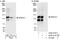 Cytospin-B antibody, A302-413A, Bethyl Labs, Immunoprecipitation image 