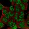 ESX Homeobox 1 antibody, HPA051992, Atlas Antibodies, Immunocytochemistry image 