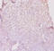 Major Histocompatibility Complex, Class II, DP Beta 1 antibody, A57886-100, Epigentek, Immunohistochemistry paraffin image 