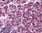 Iron Responsive Element Binding Protein 2 antibody, LS-C140865, Lifespan Biosciences, Immunohistochemistry paraffin image 
