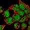 Zinc Finger Protein 691 antibody, HPA062527, Atlas Antibodies, Immunofluorescence image 