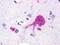 Relaxin-3 receptor 2 antibody, LS-A552, Lifespan Biosciences, Immunohistochemistry paraffin image 