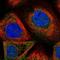 ACAT-2 antibody, NBP1-89525, Novus Biologicals, Immunofluorescence image 