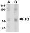Alpha-ketoglutarate-dependent dioxygenase FTO antibody, orb75186, Biorbyt, Western Blot image 