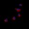 Arrestin Domain Containing 4 antibody, orb235023, Biorbyt, Immunocytochemistry image 