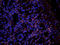 Leptin Receptor antibody, orb10980, Biorbyt, Immunofluorescence image 