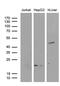 Amidohydrolase Domain Containing 1 antibody, M13146, Boster Biological Technology, Western Blot image 